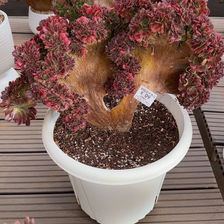 山***王X09香妃缀化有瑕疵特价处理不售后