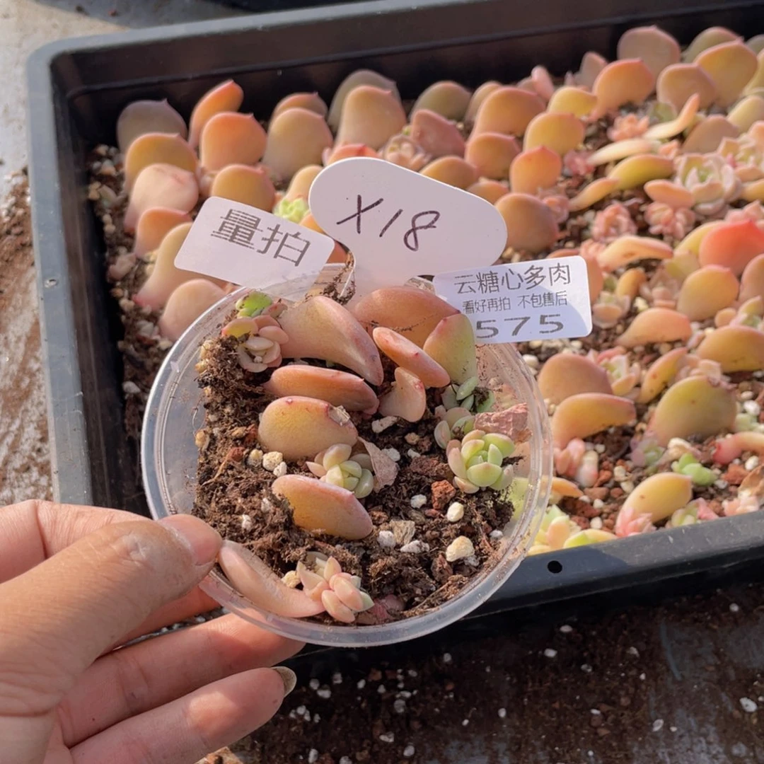 云糖心多肉植物575