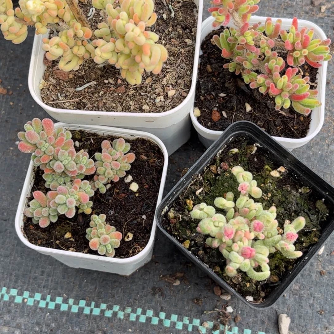 j***r橙叶锦优选枝干番杏