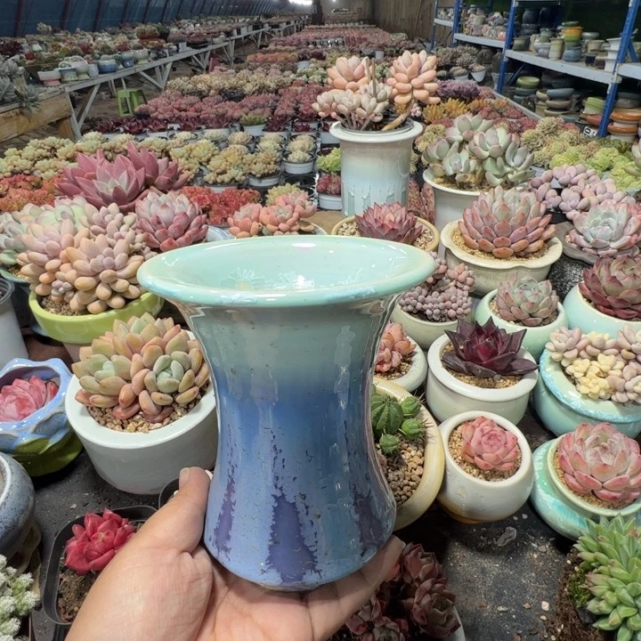 特价花盆满50发货内口8,5