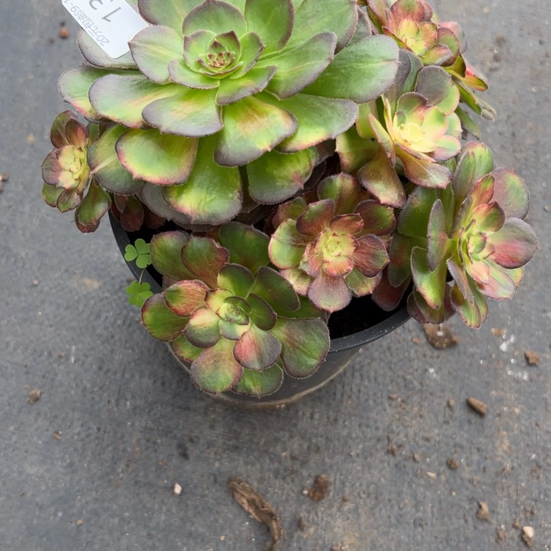 13海王七彩多肉植物系