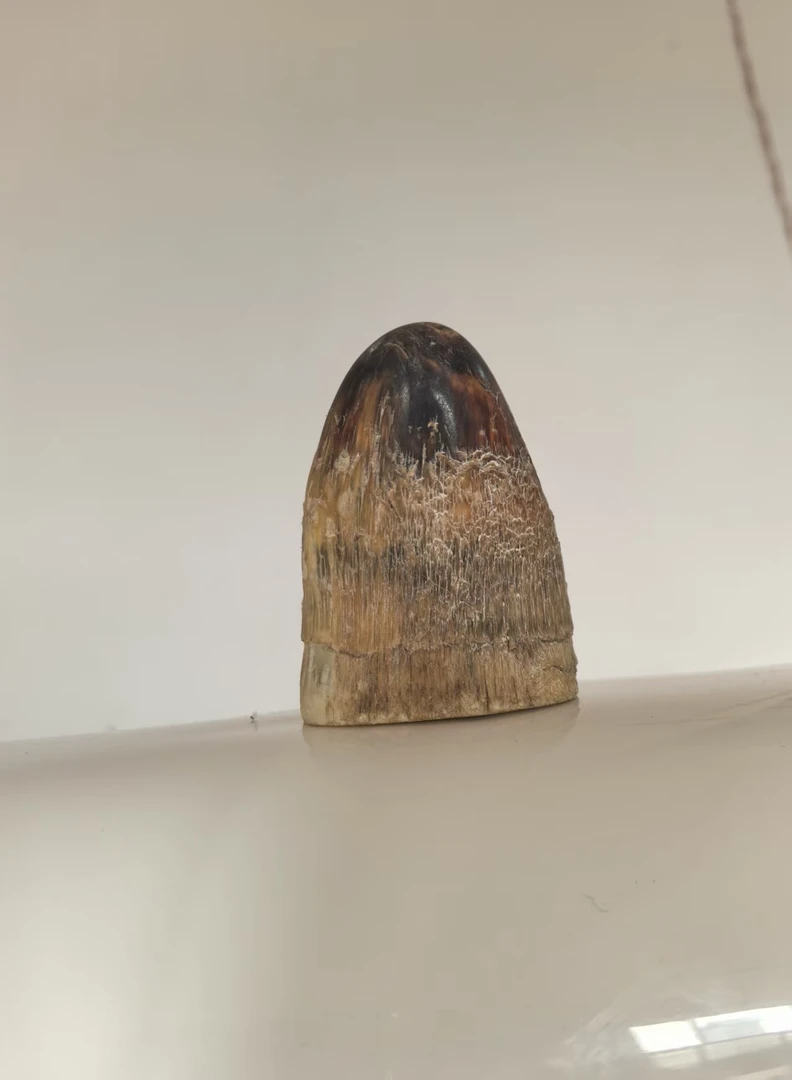 西兰花 家居摆件  一物一拍