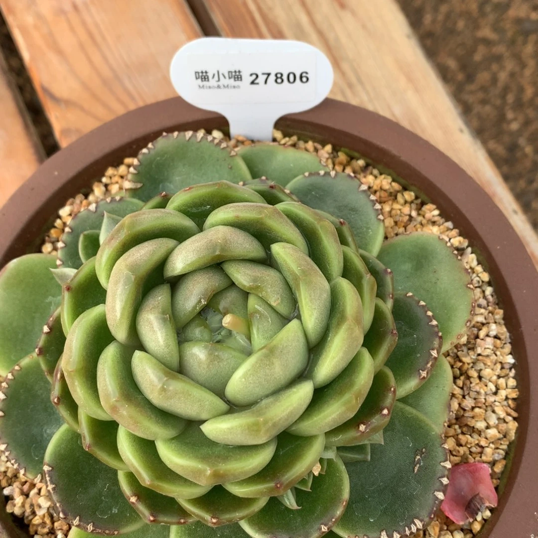 海****，多肉植物皮艾拉珍妮