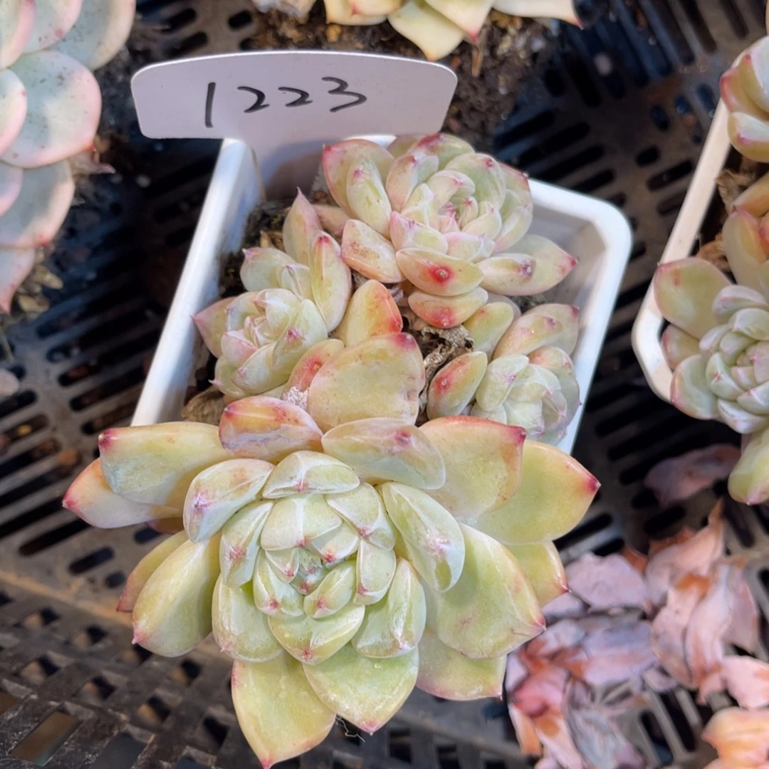 老阿姨一物一拍1223