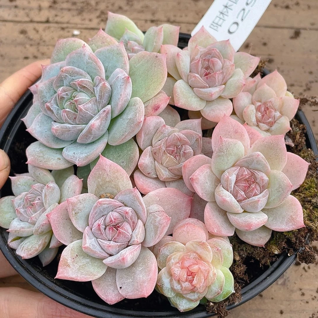 多肉植物多肉植物299
