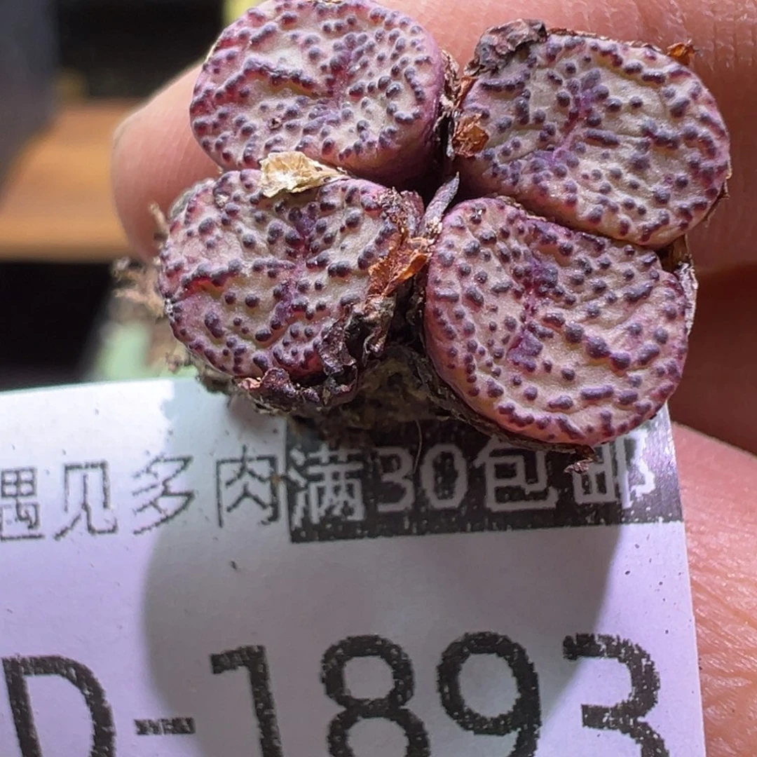 多肉植物1111111111