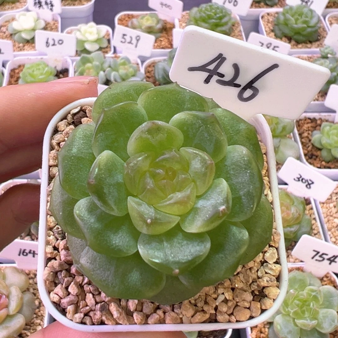 426号无尽灯 晗雨多肉