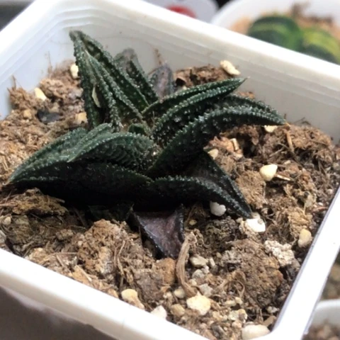 就**从鬼瓦哈哈哈哈哈哈哈哈哈