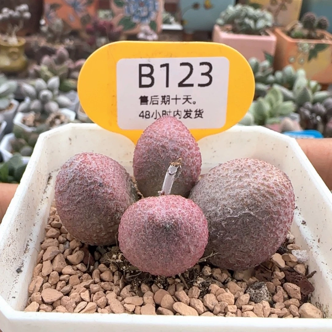 福利。     123。