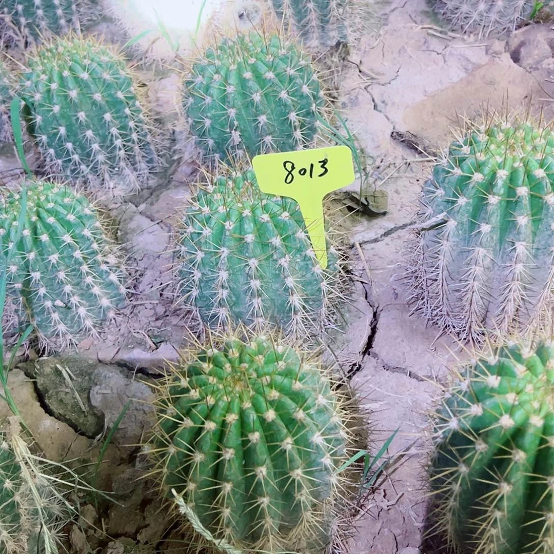 麦*阆8013 7080  毛花柱 3-264