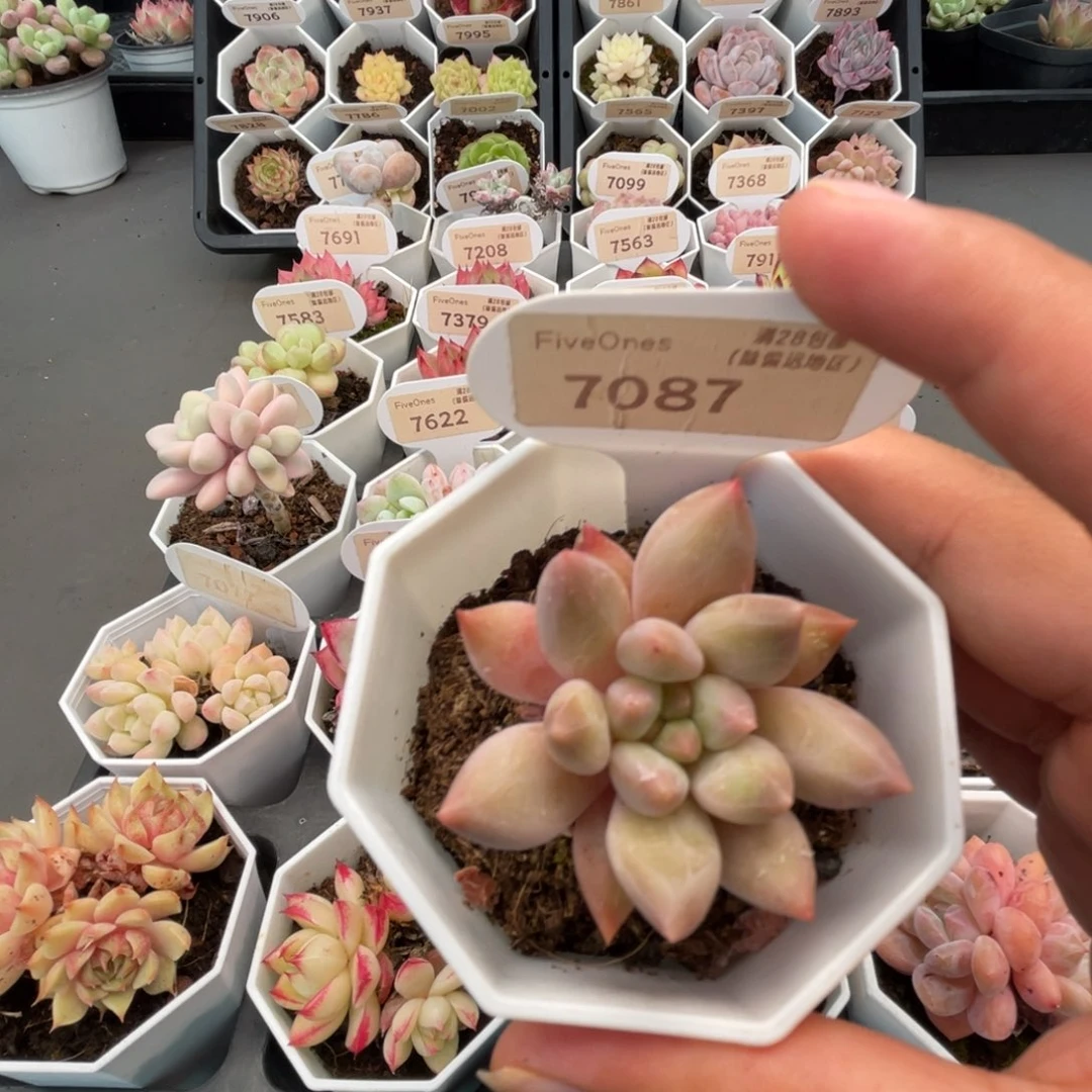 7087红蜻蜓4.0厘米
