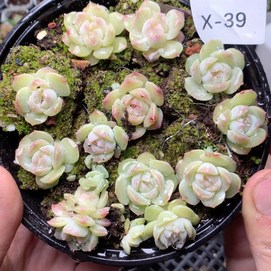 无花朵x39梦幻泡影yyyyy