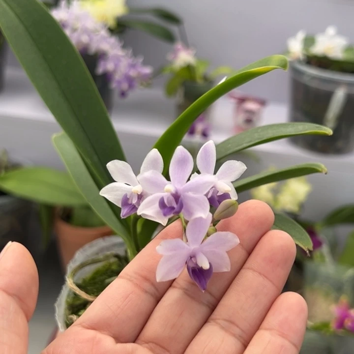 完全开放3.5寸杯小茴紫点点细闪超级灵动 仙仙品