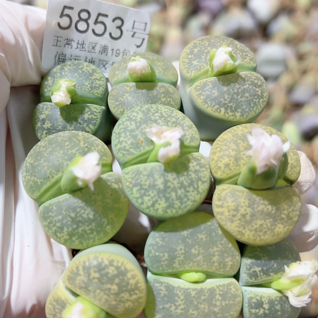 5853 好养易活生石花大母本9个2.5cm左右