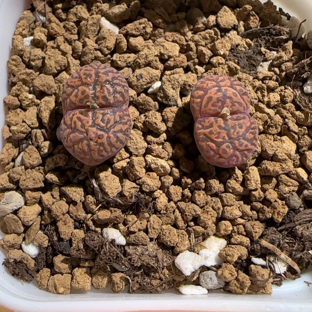 肉锥多肉植物组合-sb2337勋章1741