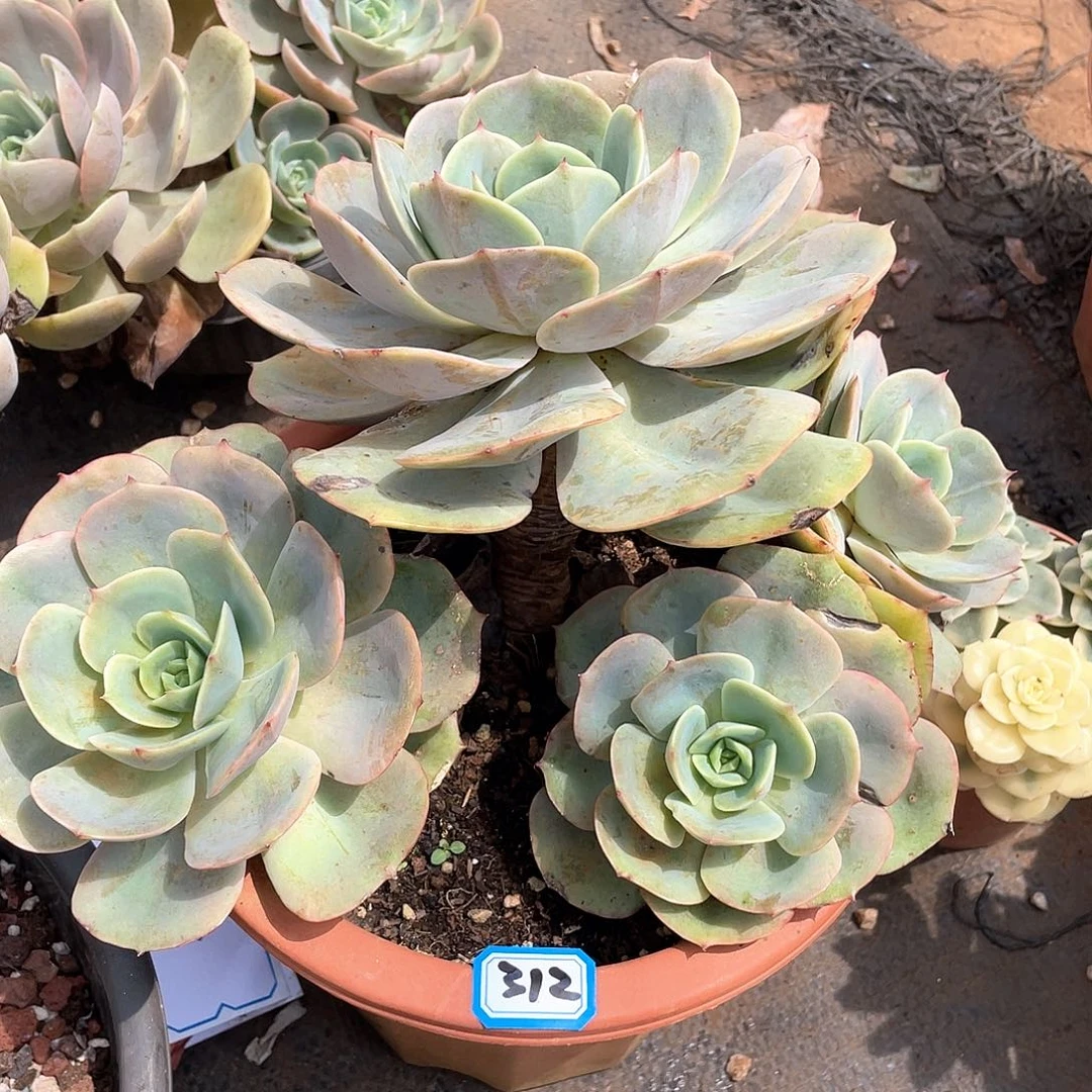 312白雪公主 一物一拍多肉