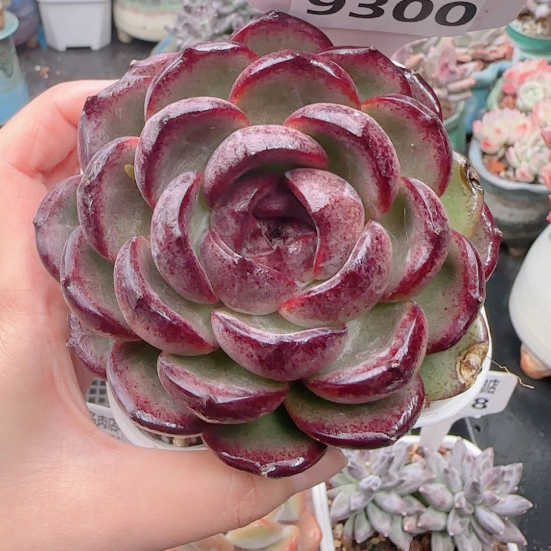 多肉植物9300…………..