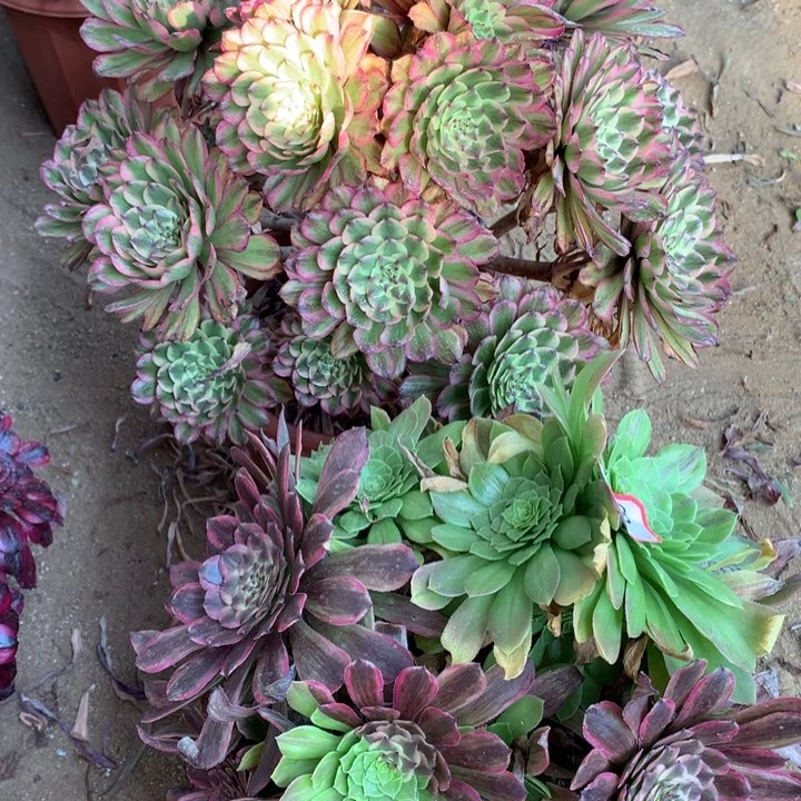 不包损857.858号花脸粉黛糖果粉黛