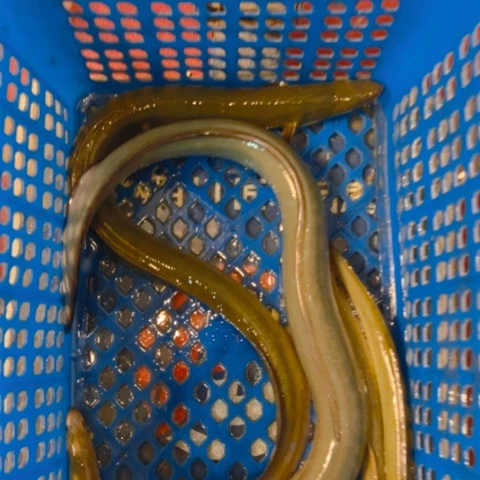 中国大陆河鳗活发