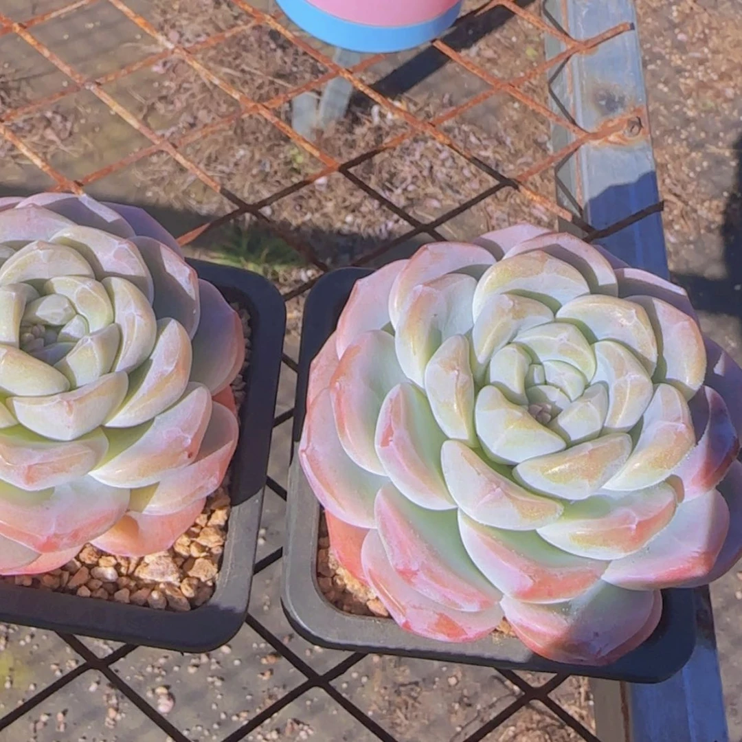 【闪购商品】胖子冰玉