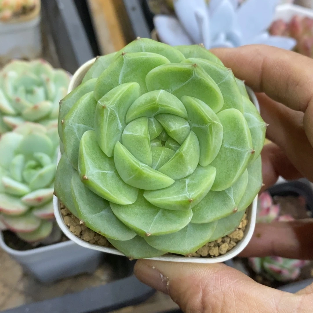 精品多肉一物一拍不包整83