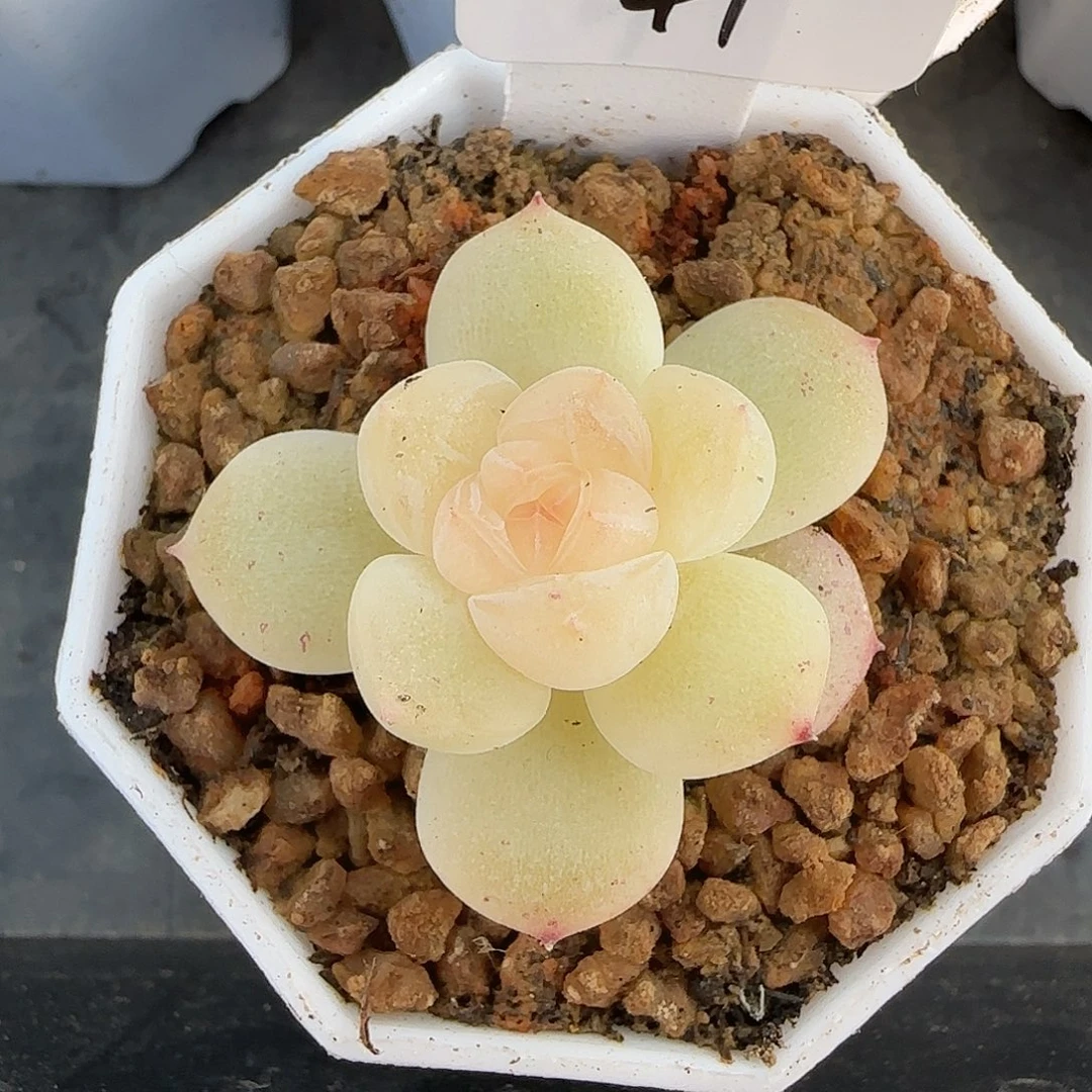 41开播福利新月单头