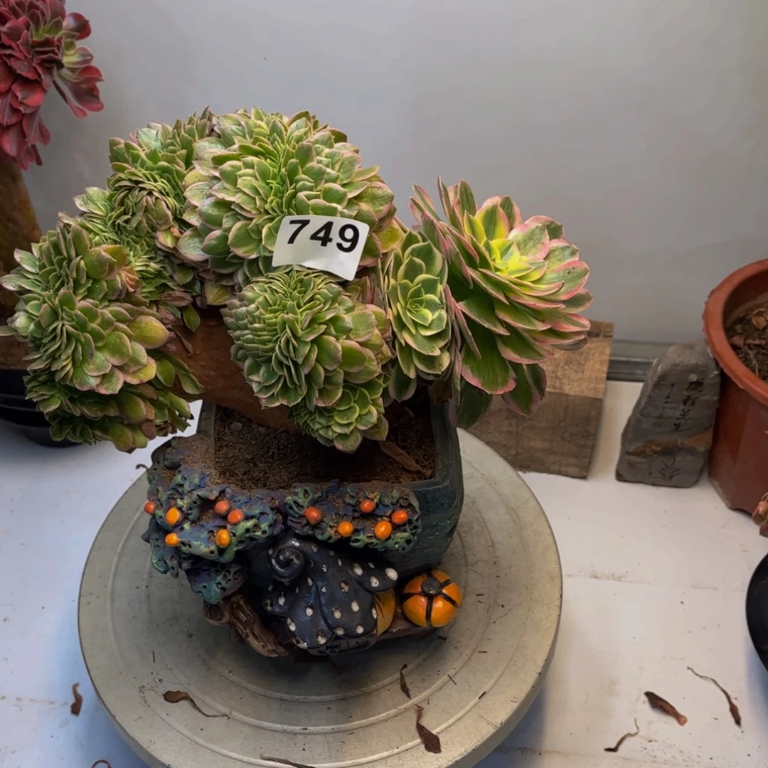 多肉植物海王缀749