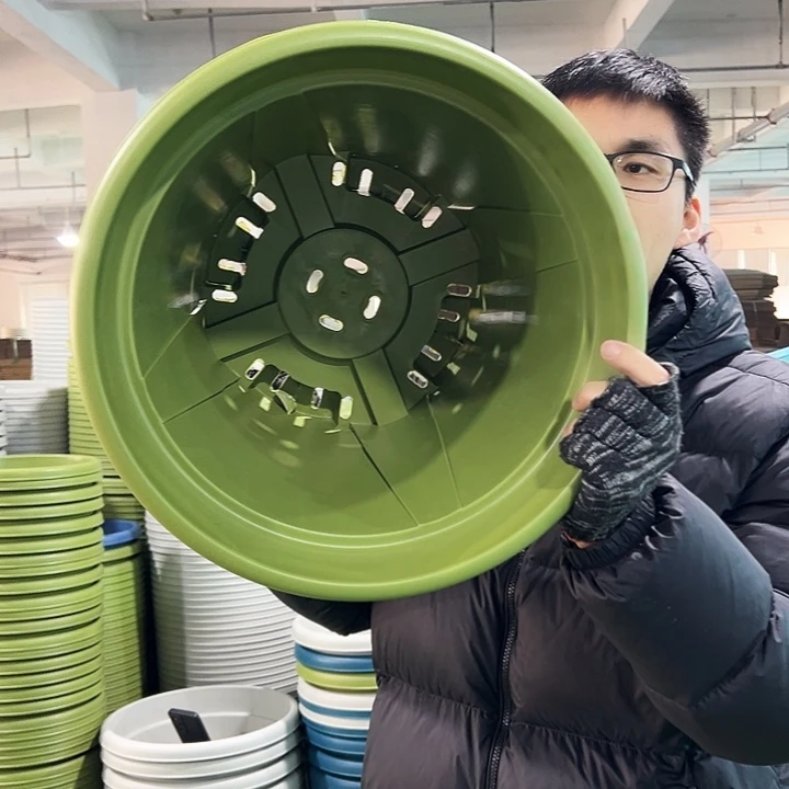 特价青山口40高34果绿无托5只