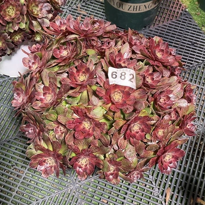 柒****由652红丝绒多肉植物