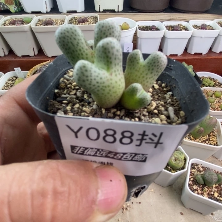 多肉一物一拍088号