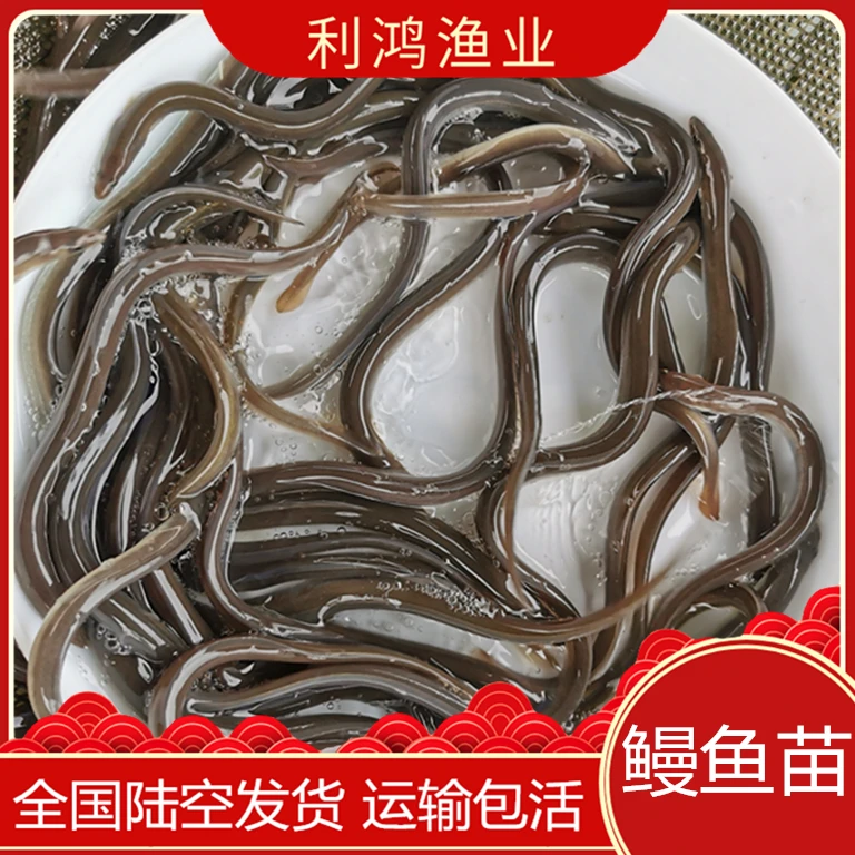 鳗鱼苗 白鳝河鳗快大包邮 包活次日发货活体淡水养殖