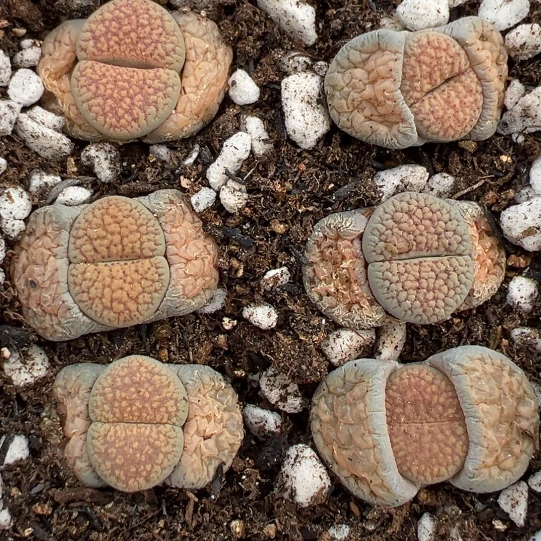 【闪购商品】977……