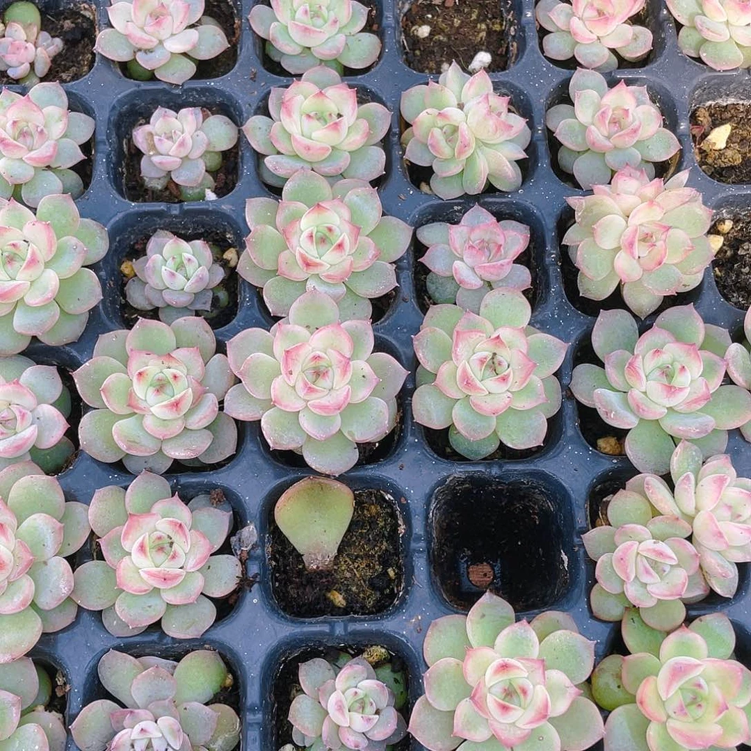 玉笛穴一个满25包邮