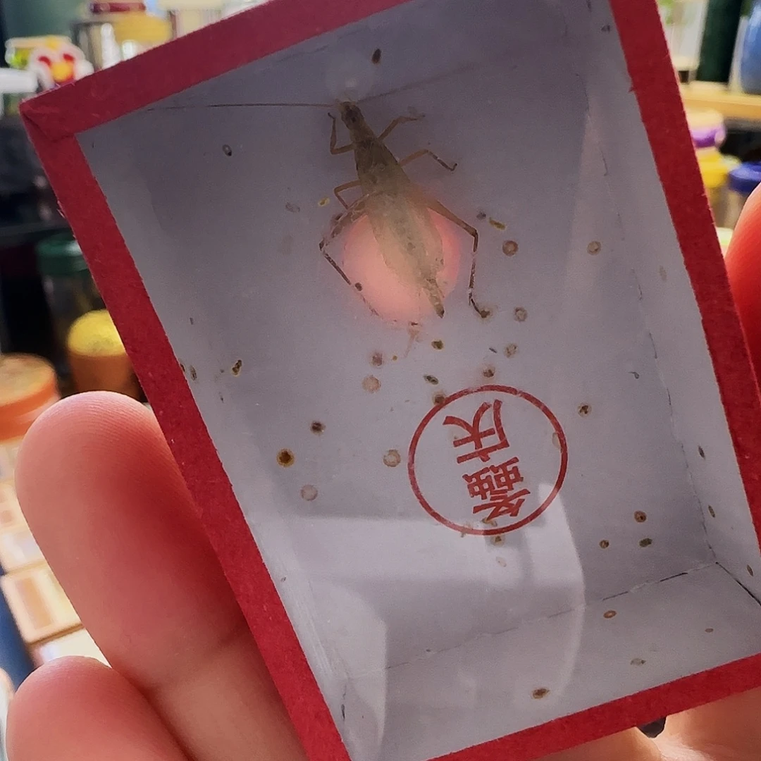 柬竹2只野生单口666666