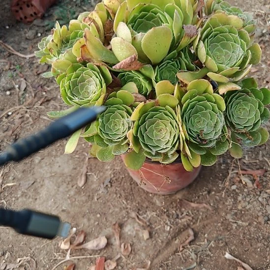 万圣节加急发货了5