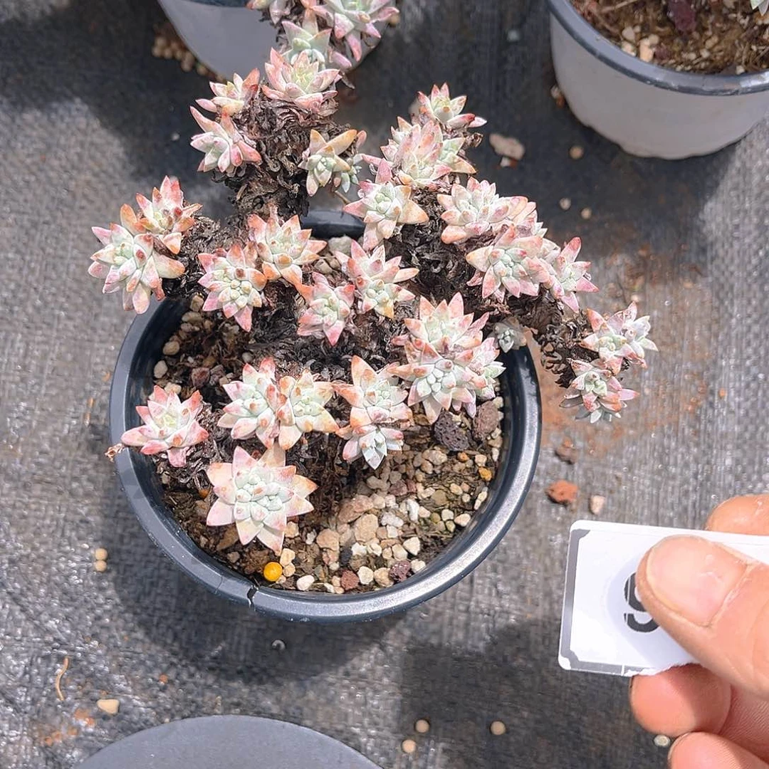 格诺哦大群特价量拍1326