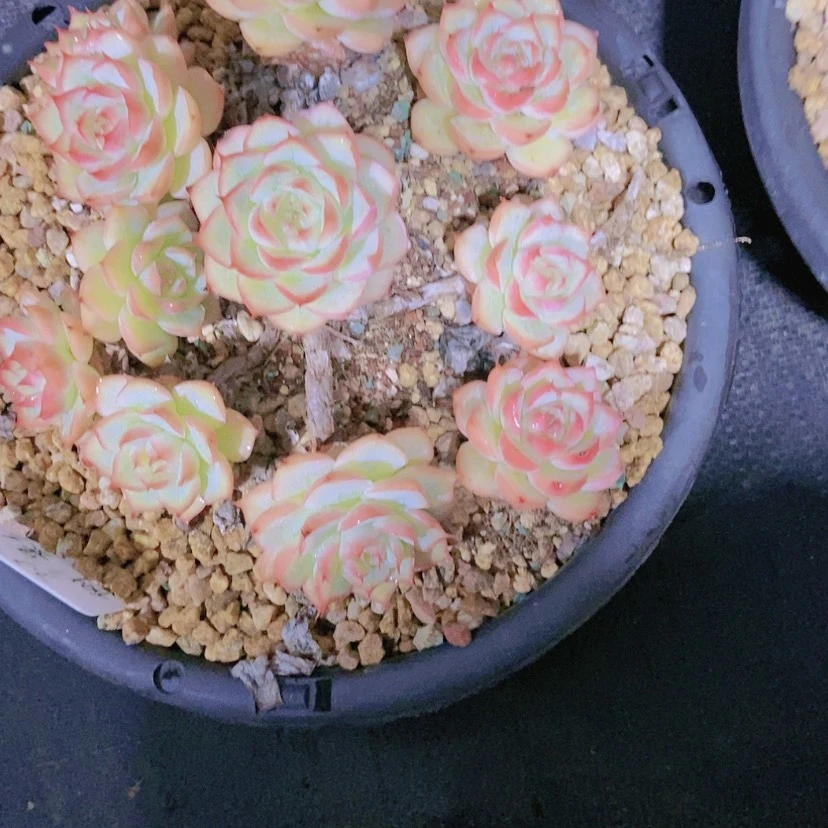 【闪购商品】蓦*然2238