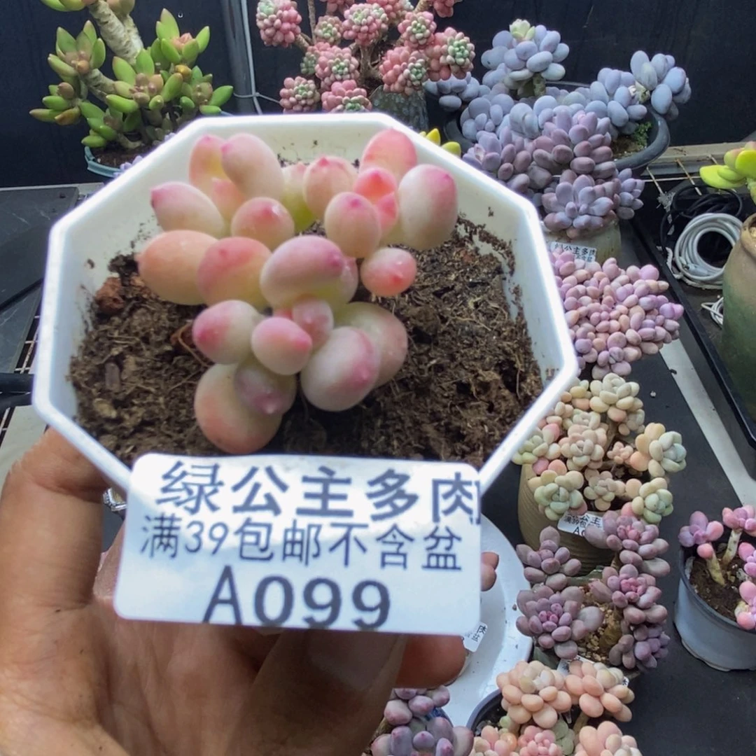 099苹果奶二代多肉4c m