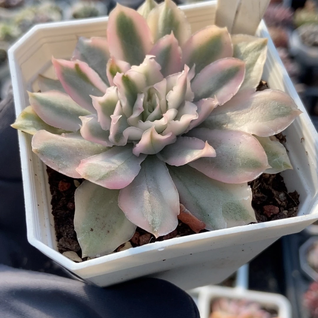 884紫蝴蝶锦多肉植物