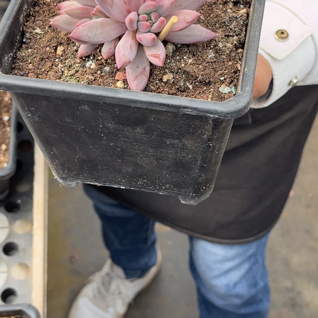 1787号上午多肉植物群生多肉