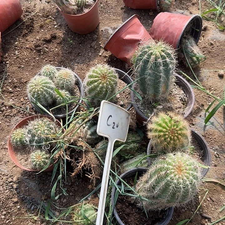 @***然C29毛花柱瑕疵球20的
