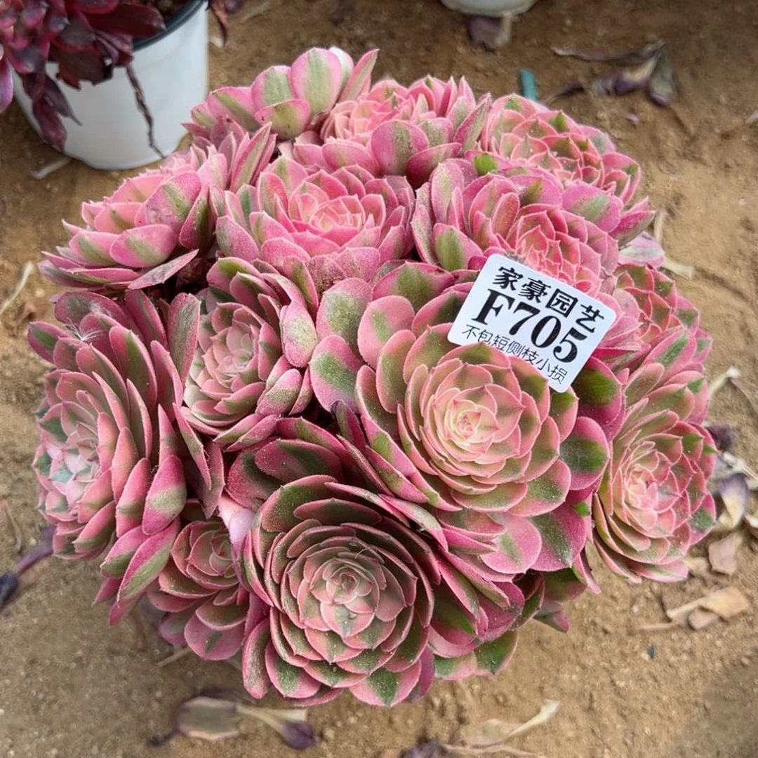 705荔枝尺寸25左右