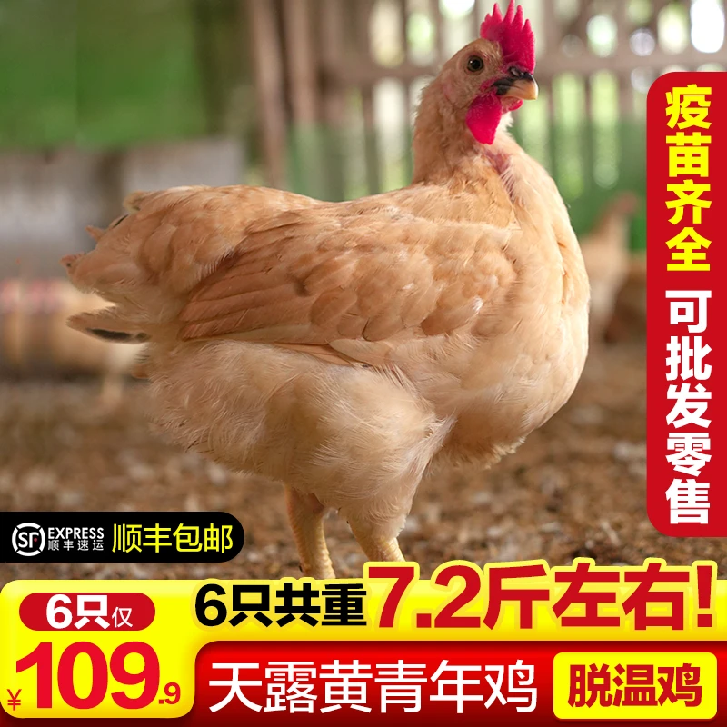 天露黄宠物鸡 6只 共7.2斤重左右 ldsa