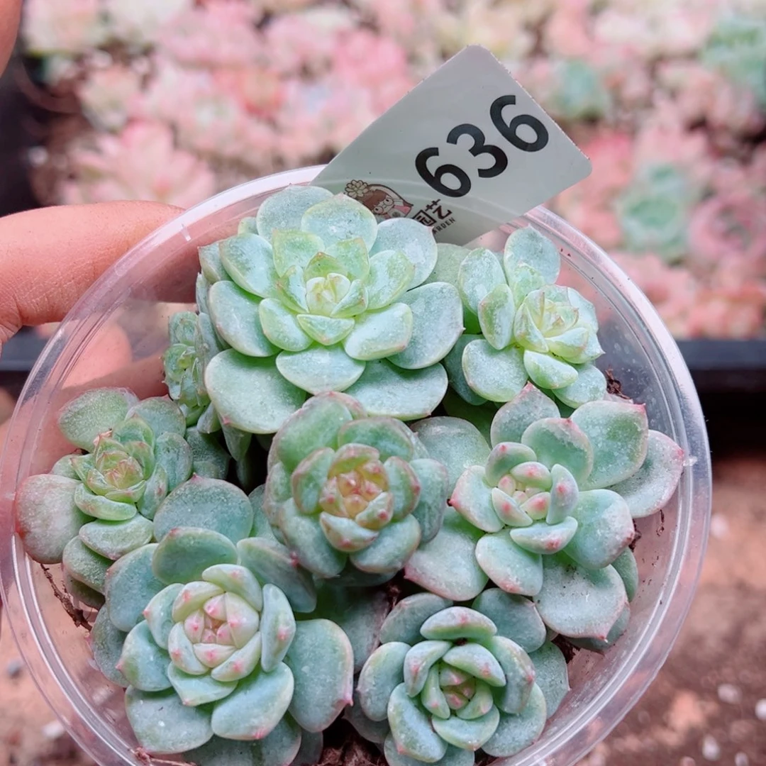 多肉植物多肉植物