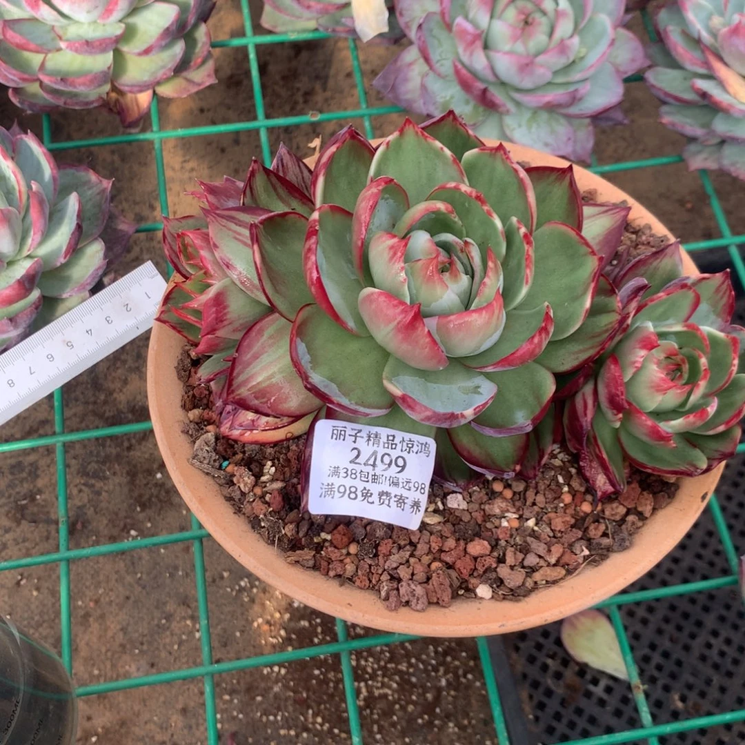 2499号多肉植物惊鸿19厘米