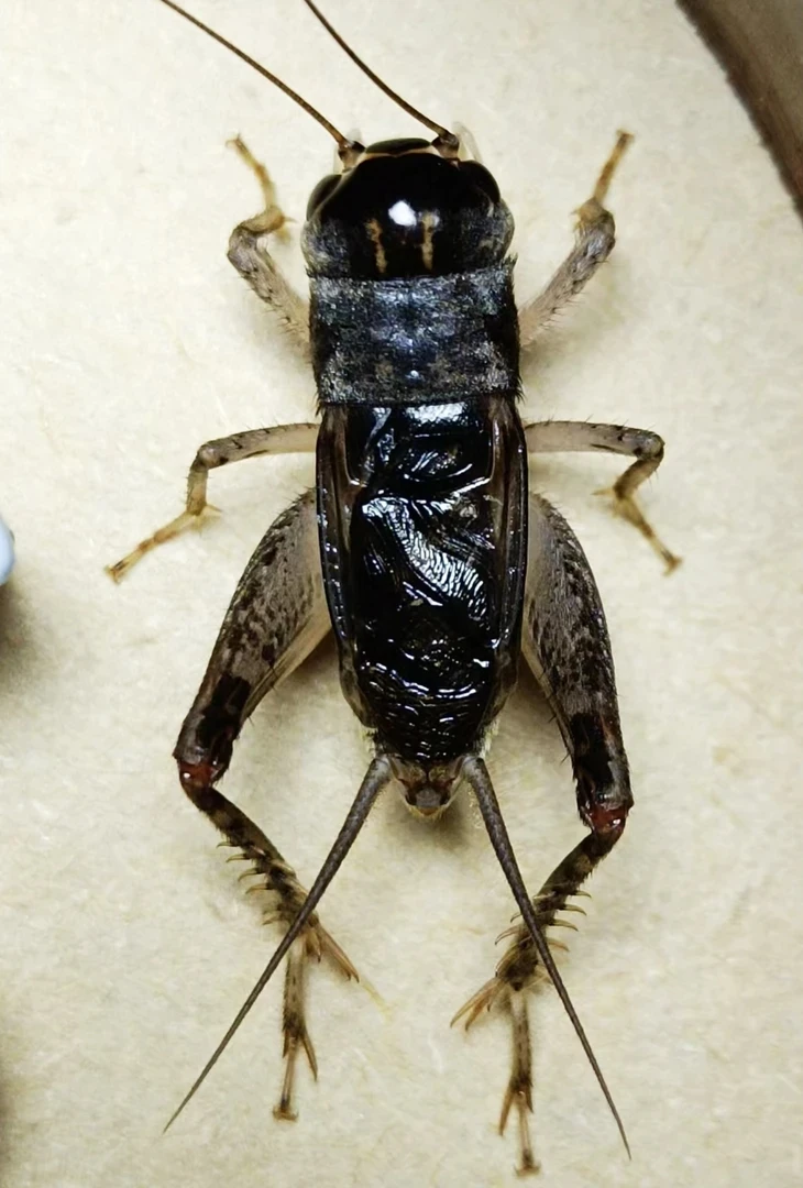 秋魁仿秋蟋蟀一个 请录开箱视频