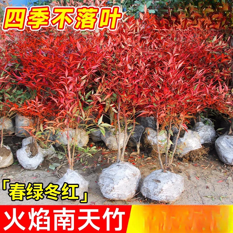 火焰南天竹盆栽真树苗客厅庭院红叶老桩落地植物耐寒竹子盆景绿植