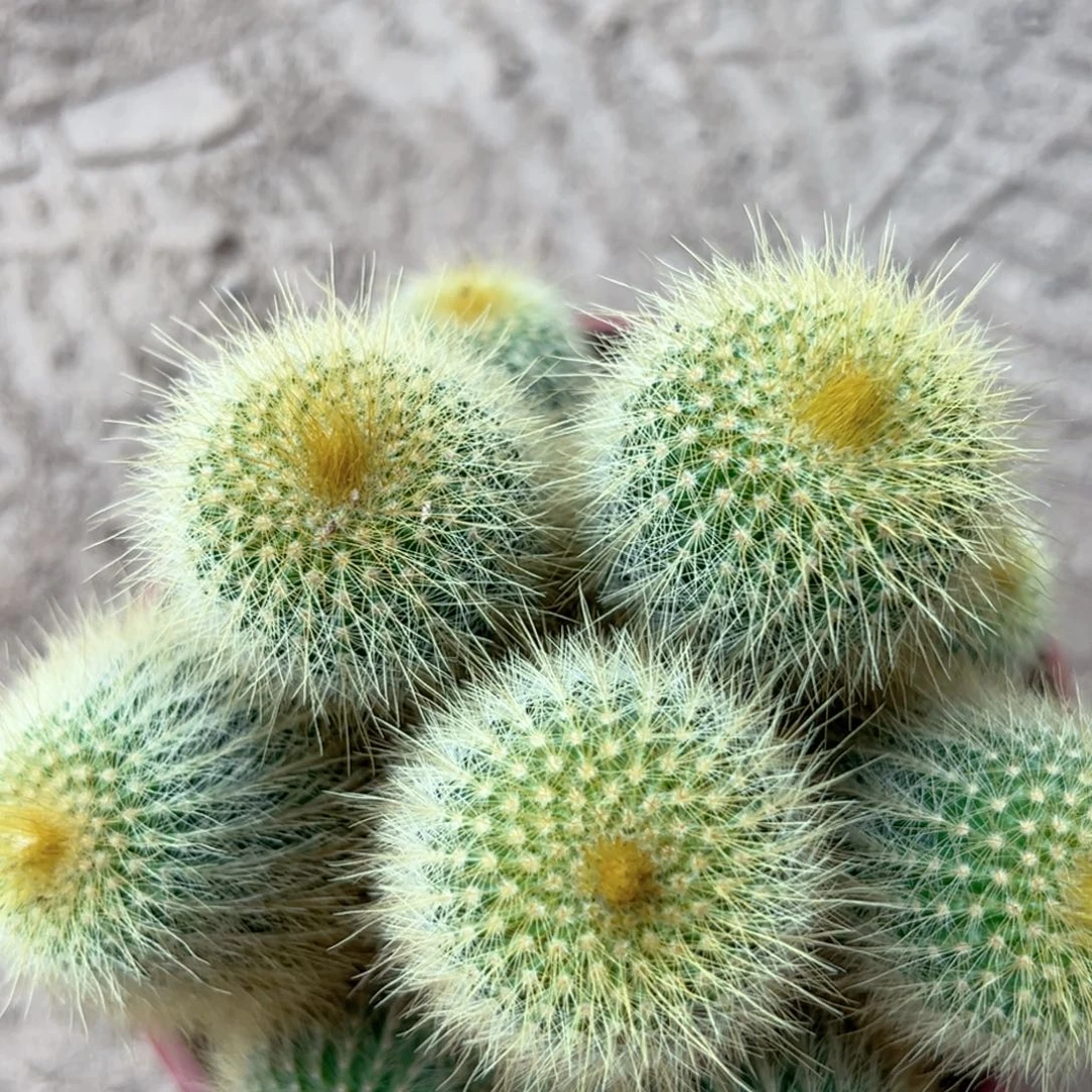 *****零零落落 零零落落