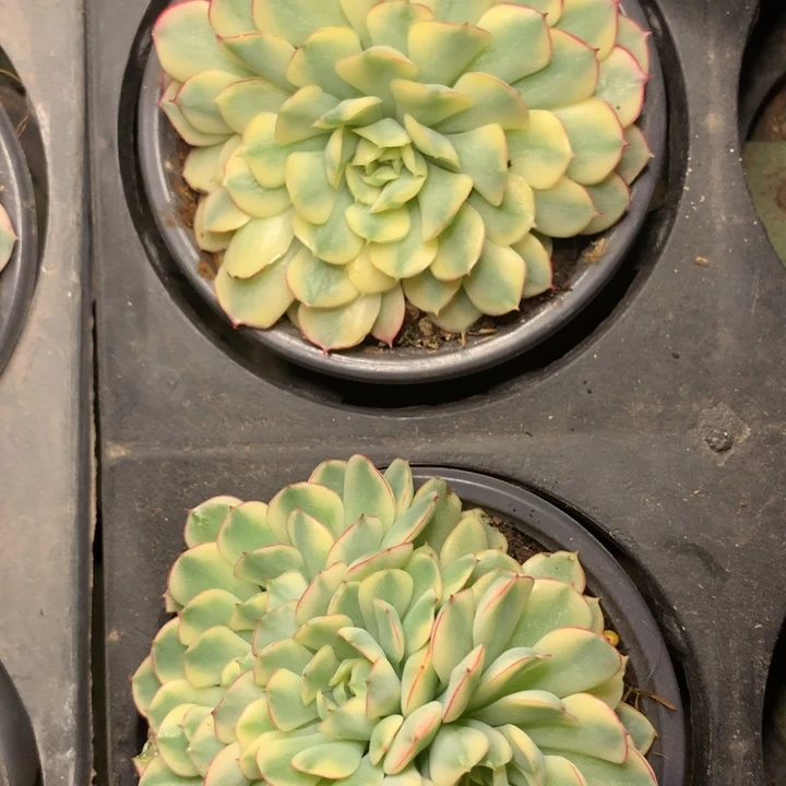 a64梦幻玫瑰锦脱土发