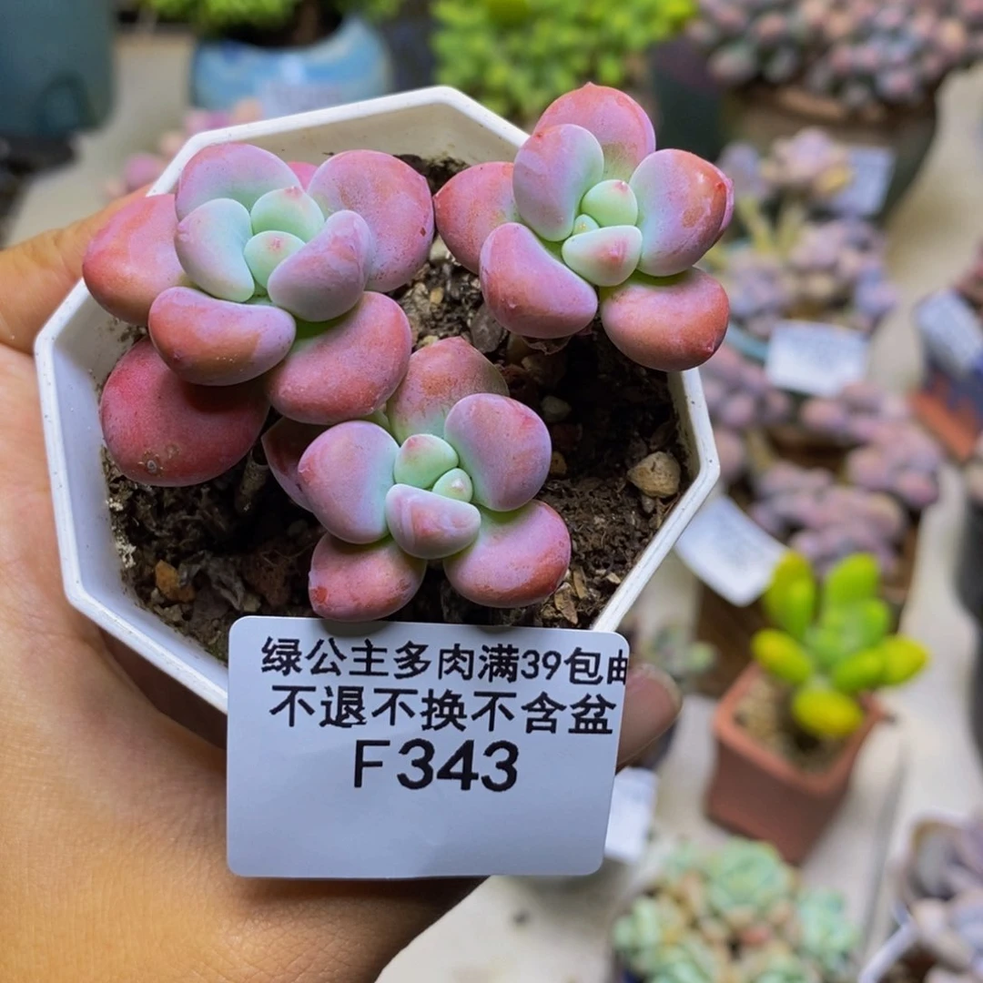 343樱花洛神多肉4cm
